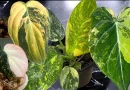 Tissue Culture Plants