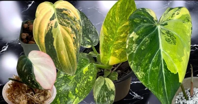 Tissue Culture Plants