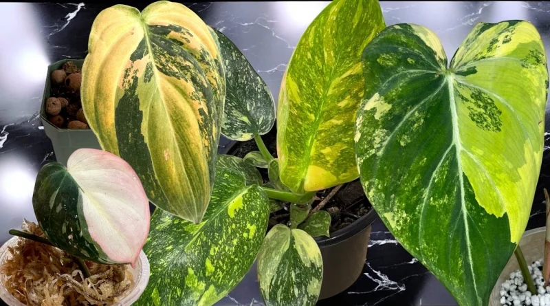 Tissue Culture Plants